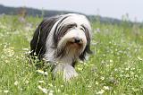 BEARDED COLLIE 068